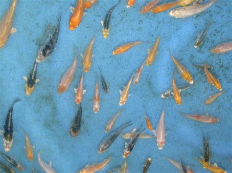 Yes, that's right, sooner or later the fish in your pond are going to have babies. 2st culling baby koi