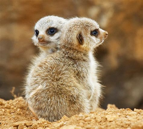The Cutest Baby Meerkat Pictures Angelic Hugs
