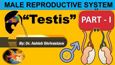 Male Reproductive System Part One Testis Human Reproduction Neet Youtube