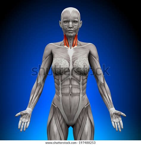 Neck Female Anatomy Muscles Stock Illustration 197488253