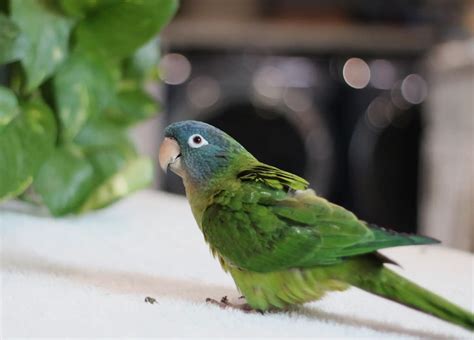 Blue Crowned Conure A Colorful And Charismatic Parrot