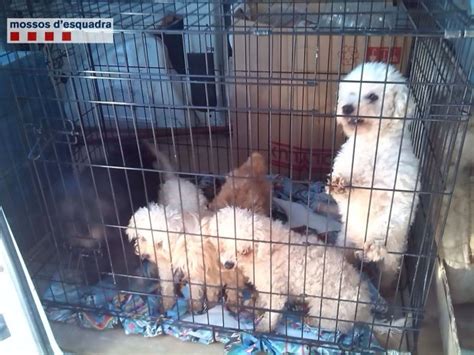 Illegal Dog Breeder Cut Puppies Vocal Chords To Stop Them