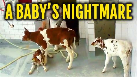 what happens to the male calves in the dairy industry youtube
