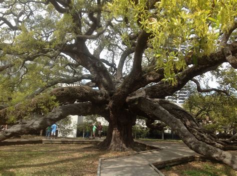 Maybe you would like to learn more about one of these? Treaty Oak in Jax, FL | Jacksonville florida, Tree, Places ...
