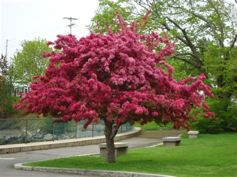Maybe you would like to learn more about one of these? 51 best Tree Ideas images on Pinterest | Garden trees ...