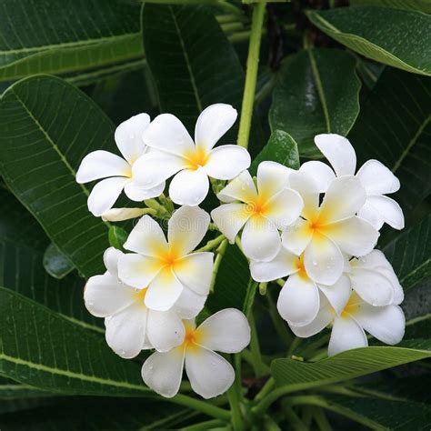 Regalare fiori bianchi come rose, margherite e orchidee è l'opzione ideale per un dettaglio di gusto. Fiori Bianchi E Gialli Del Frangipane Con Rugiada Immagine ...