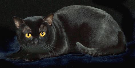 Bombay Cat Information On The Miniature Black Panther