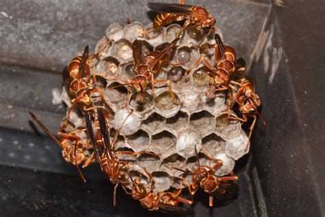 The bees think the smoke is a forest fire so they load up on honey in case they need to make a new home. Some Paper Wasps Do Stick Around in Winter - PestWorld