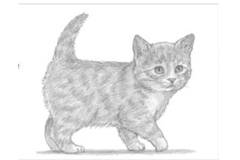 How To Draw A Cute Kitten Step By Step Easy Cats Blog