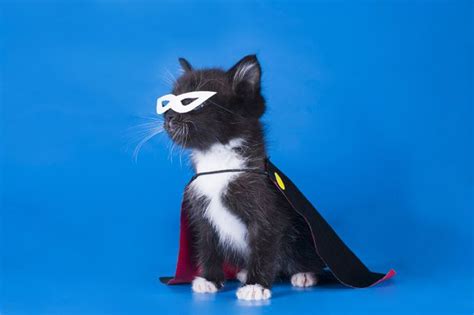20 Cat Halloween Costume Ideas Pictures Cattime Pet Day Cute