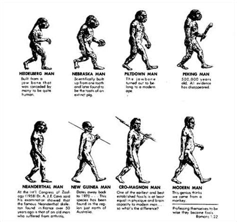 Evolution Of Man Chart Gallery Of Chart 2019