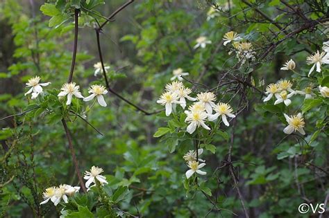 The words clematis and california native might not seem to belong together, but in fact there are not one but two lovely and tough herbaceous clematis that are native to our fair state. Clematis lasiantha | California Flora Nursery