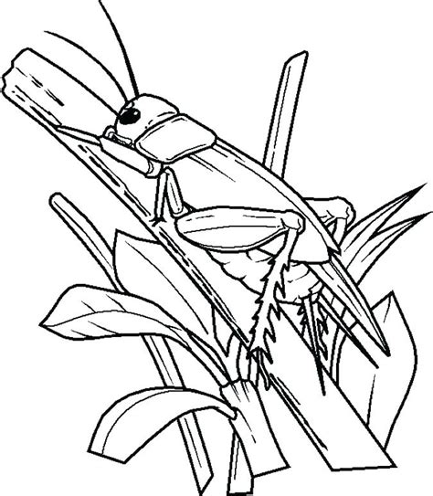 Bugs Coloring Pages Preschool At Free Printable