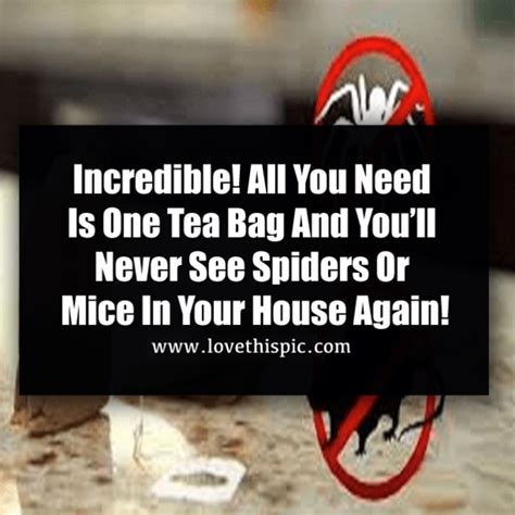 All You Need Is One Tea Bag And You Will Never See Mice Or Spiders In