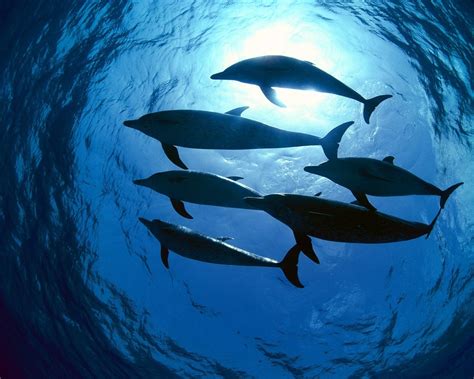 ~♥ Dolphins ♥ ~ Dolphins Wallpaper 10346719 Fanpop
