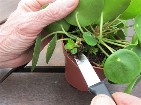 Pilea varieties used for houseplants include p. Pilea Peperomioides Stekken