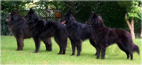 Also, be sure to check the dog breeder listings in our dog breeder directory, which feature upcoming dog litter announcements and current puppies for sale for that dog breeder. Black Gold Belgian Sheepdogs (Groenendael): Breeder of ...