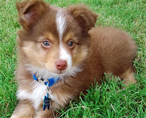 They offer all the lively energy of an australian shepherd in a tiny package. Dexter the Miniature Australian Shepherd Pictures 817188