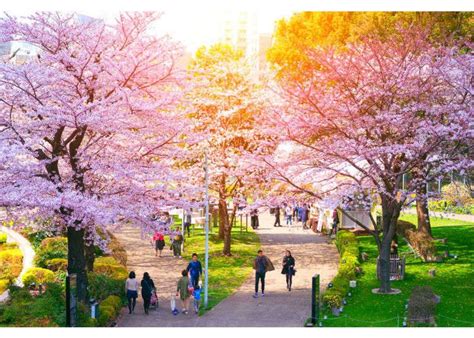 Cherry Blossoms In Tokyo 12 Best Places For Sakura In 2022 Live