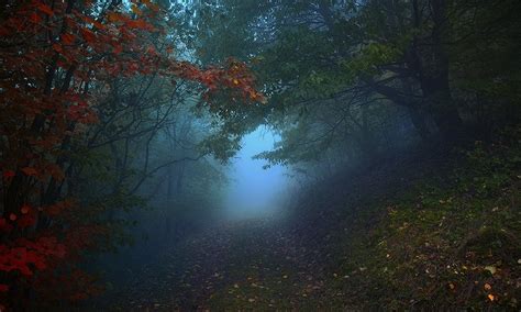 1280x768 Nature Landscape Path Mist Forest Morning Leaves Trees Hill