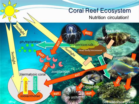 Coral Reef Food Chain Example Tennie Ackerman