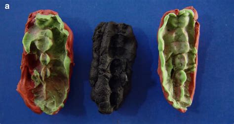 Oldest Scandinavian Dna Found In Ancient Chewing Gum