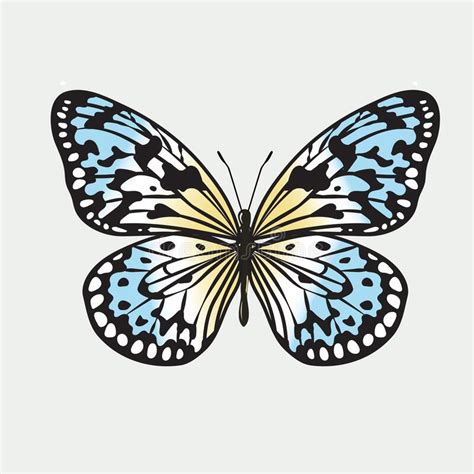 Beautiful Colorful Butterfly Vector Stock Vector Illustration Of