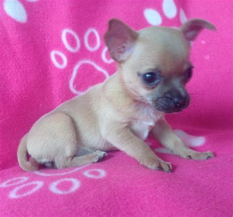 Female Chihuahua Puppy In Wigan Manchester Gumtree