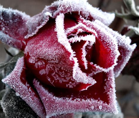 Whispers Of Rosy Winter X ღɱɧღ Frozen Rose Winter Rose