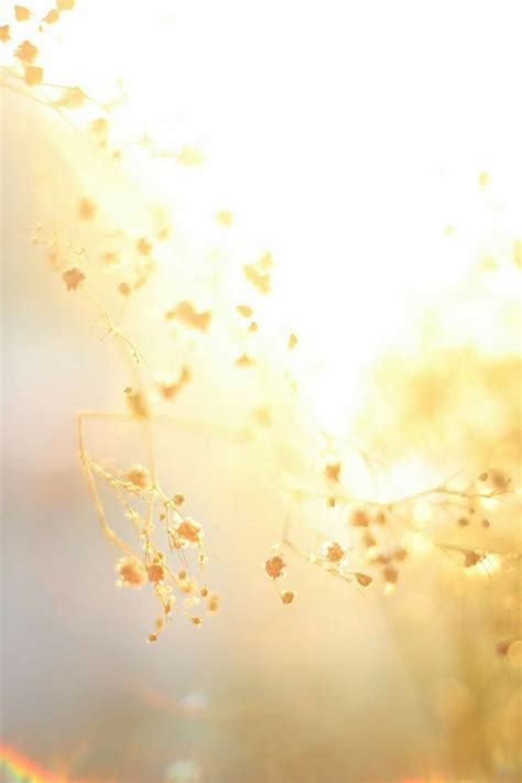 Pin by Bellâ Sky Bellâ 🌷༊ 𝓇𝑜𝓂𝒶𝓃𝓉𝒾𝒸 𝒷𝑒 on Yellow ⊰ radiant ... Flowers grunge pastel appeared first on easy flowers.