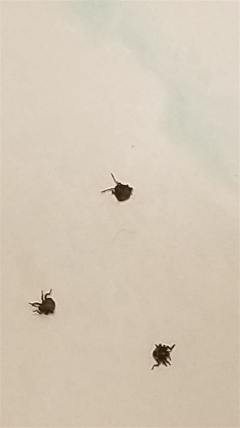 White or black round dot in my vision, it varies in size sometimes it's big and sometimes it's small it doesn't last long and will appear anytime ? Tiny Bugs In My House | ThriftyFun
