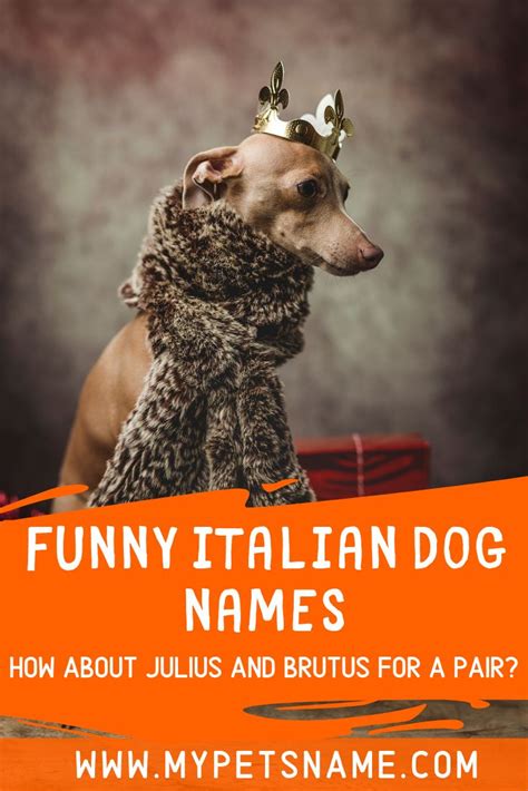 Funny Italian Dog Names Dog Names Italian Dogs Italian Humor