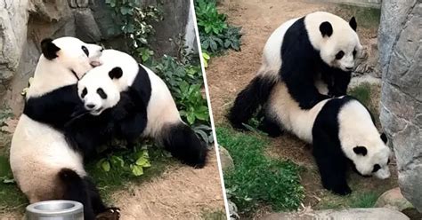 Two Pandas At Hong Kong Zoo Under Quarantine Mate After 10 Years