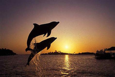 Beautiful Deep Ocean Smart Dolphins