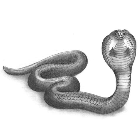 Snake Pencil Drawing Sketching Snake With Pencils On