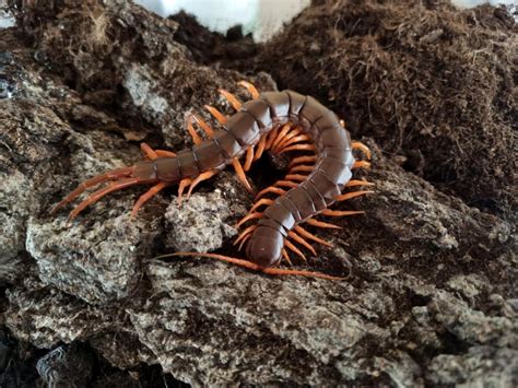 Scolopendra Dehaani Orange Legs Spiderattack