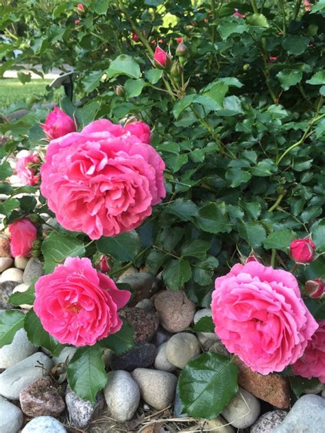 Kordes+roses | the exclusive agent for kordes roses in the us and canada. Kordes Roses Part 1