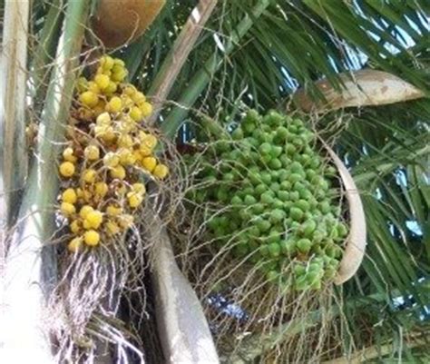 Palm trees are a beautiful and unique staple of the scenery in any warm, tropical climate. Edible Palms: An Introduction to Palm Fruits - Dave's Garden