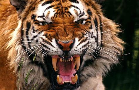 Lion versus tiger – fight | DinoAnimals.com