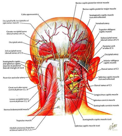 Here is an art file from one of my youtube videos on basic anatomy of the neck. Medical Transcription: February 2012