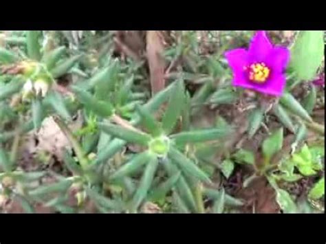Maybe you would like to learn more about one of these? Purslane with terete leaves - edible wild plant in Florida ...