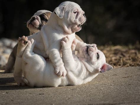 Two Puppies Playing Stock Image Image Of Animal Fighting 39783633