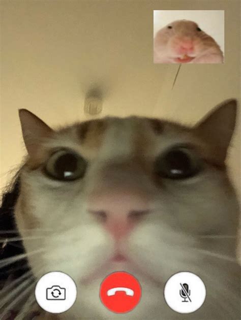 Facetime Cat And Hamster Funny Cat Wallpaper Kittens Funny Silly