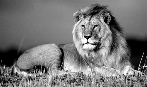 Black And White Lion Wallpapers Wallpaper Cave