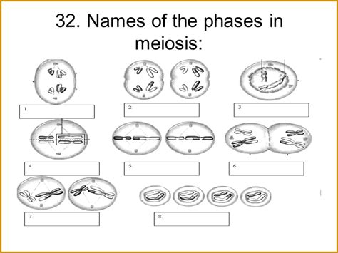 Cell division worksheet answer key cell cycle mitosis reinforcement worksheet 1. 7 Meiosis Worksheet | FabTemplatez