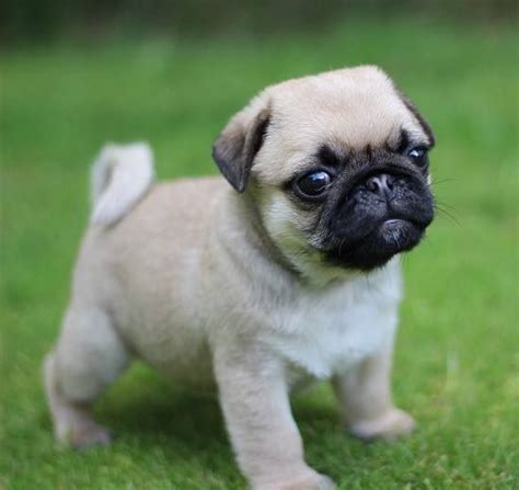 Cute Pug Puppy ЩЕНОЧКИ фото Pinterest So Cute