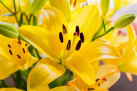 Top Charming Types Of Yellow Lilies To Prettify Plant In 2023