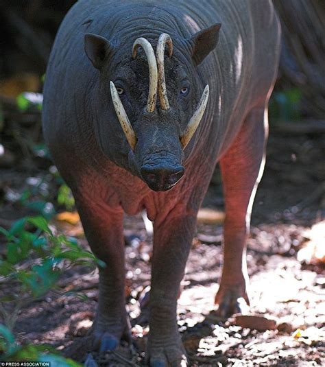 There are several endangered animals in indonesia. The Sulawesi Babirusa is so ugly that the people of the ...