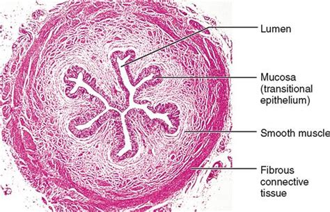 Urinary Bladder Histology Cross Section Urethra Tissue