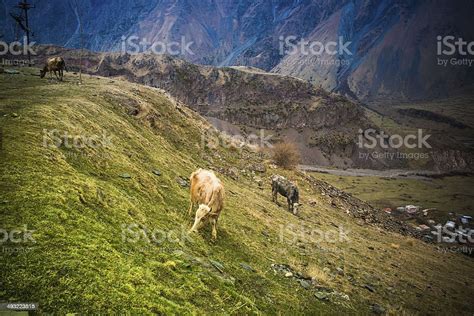 Mountains Stock Photo Download Image Now Animal Autumn Cow Istock